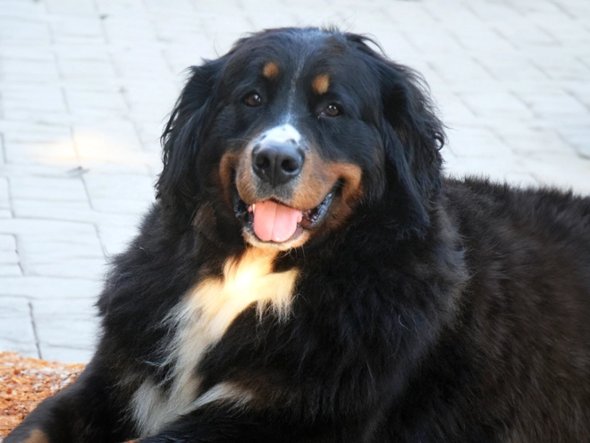 Berner Sennenhund Welpe zu verkaufen