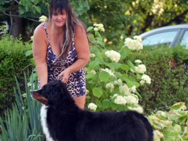 Berner Sennenhund Welpe zu verkaufen