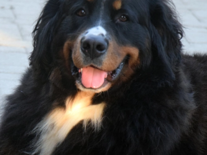 Berner Sennenhund Welpe zu verkaufen