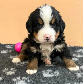 Bernese Mountain Dog puppy for sale
