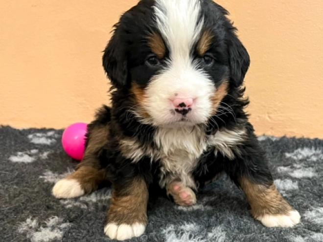 Bernese Mountain Dog puppy for sale
