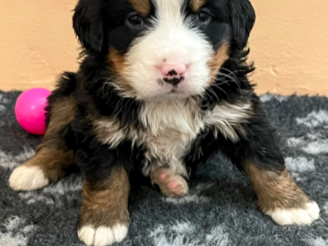 Bernese Mountain Dog puppy for sale
