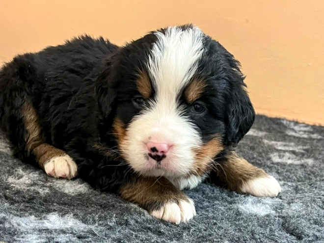 Bernese Mountain Dog puppy for sale