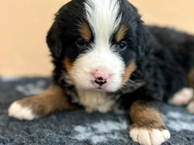 Bernese Mountain Dog puppy for sale
