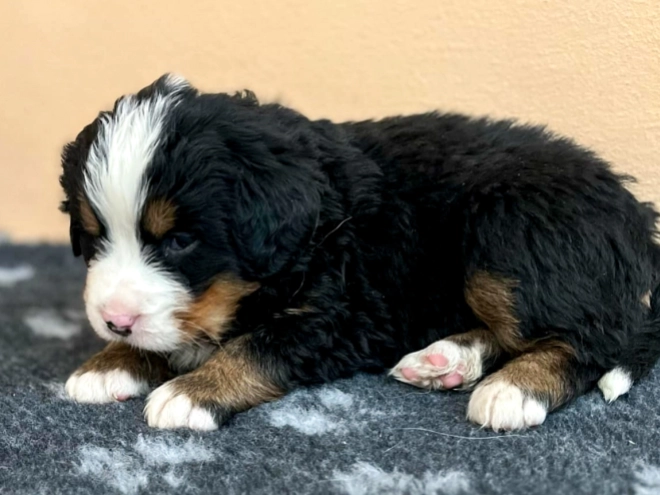Bernese Mountain Dog puppy for sale
