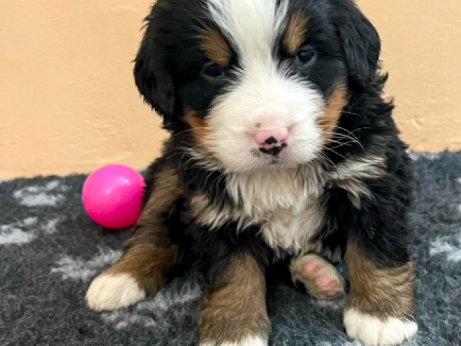 Bernese Mountain Dog puppy for sale