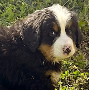 Perros Perro de Montana Barnés en venta