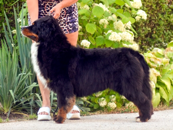 Bernese Mountain Dog puppy for sale