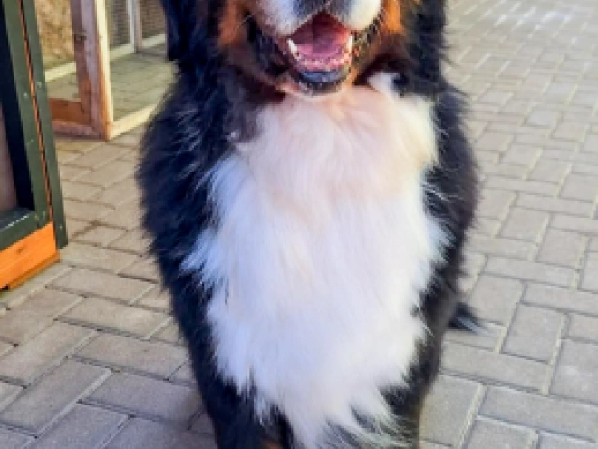 Bernese Mountain Dog puppy for sale