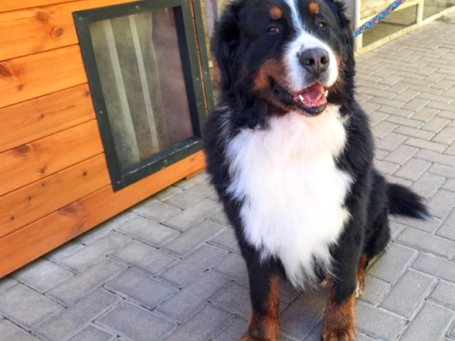 Bernese Mountain Dog puppy for sale