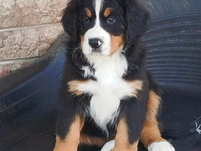 Bernese Mountain Dog puppy for sale