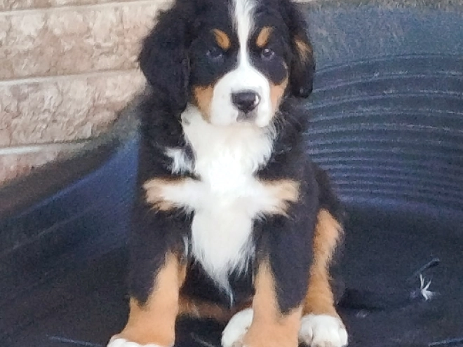 Bernese Mountain Dog puppy for sale