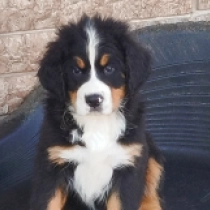 Bently, tricolor Bernese Mountain Dog for sale