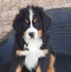 Bernese Mountain Dog puppy for sale