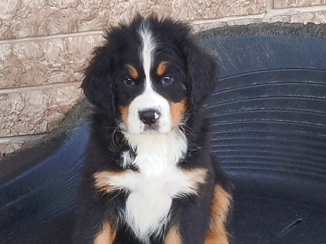 Bernese Mountain Dog puppy for sale