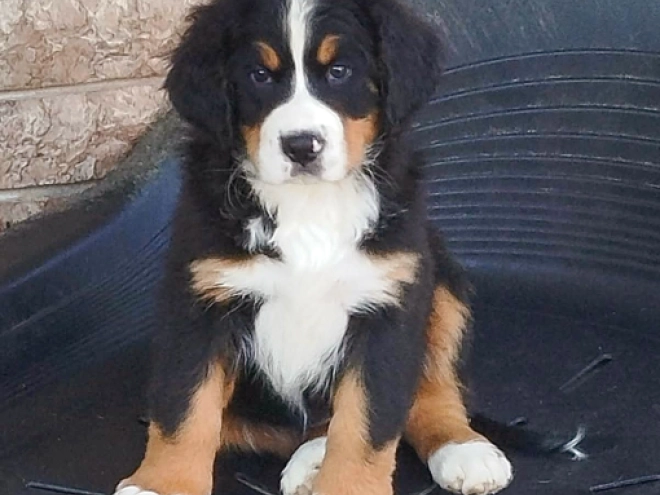 Bernese Mountain Dog puppy for sale