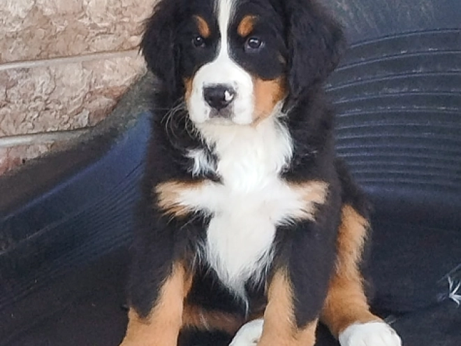 Bernese Mountain Dog puppy for sale