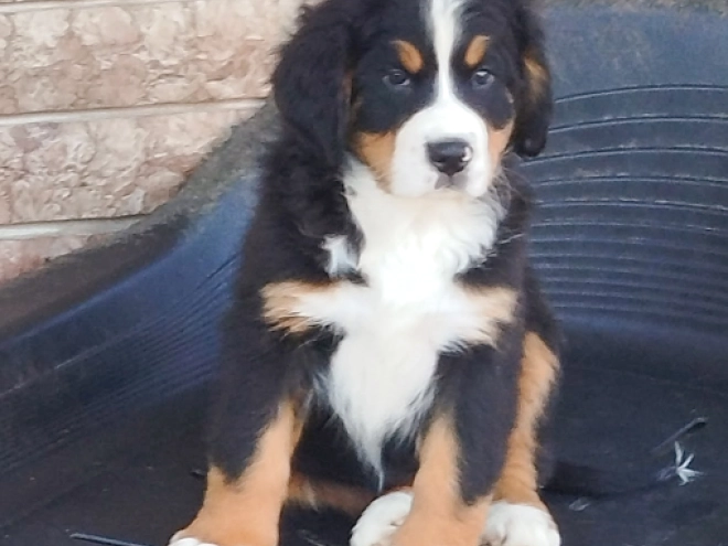 Bernese Mountain Dog puppy for sale