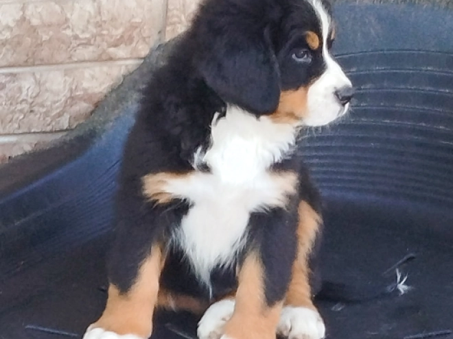 Bernese Mountain Dog puppy for sale