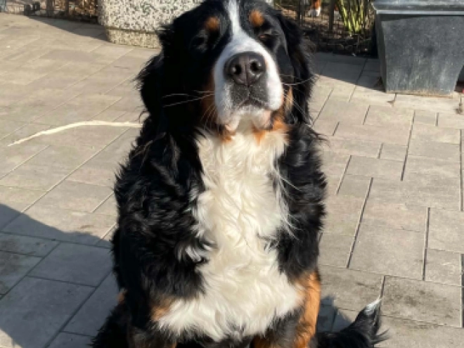 Bernese Mountain Dog puppy for sale