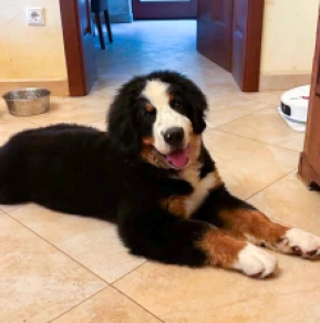 Perros Boyero de Berna en venta