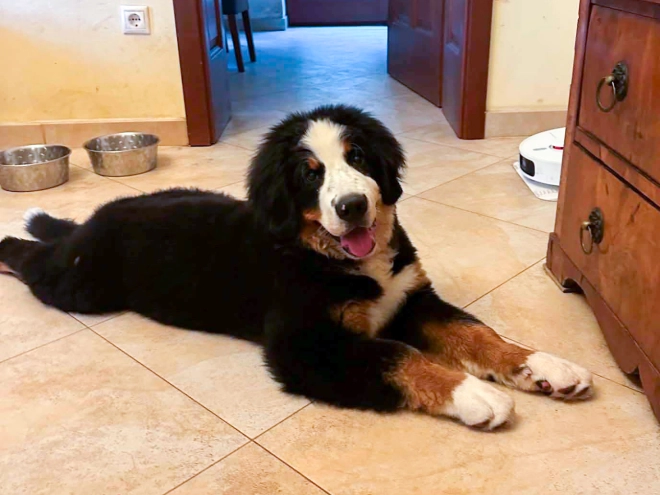 Perros Boyero de Berna en venta