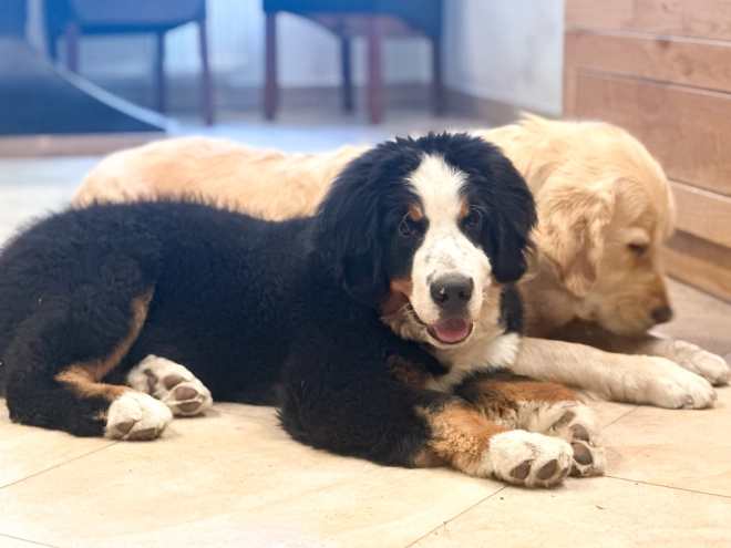 Perros Boyero de Berna en venta