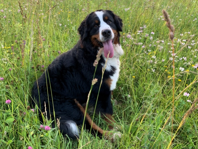 Perros Boyero de Berna en venta