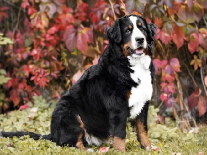 Perros Boyero de Berna en venta