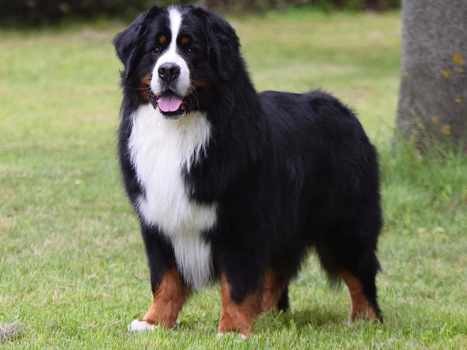 Perros Boyero de Berna en venta