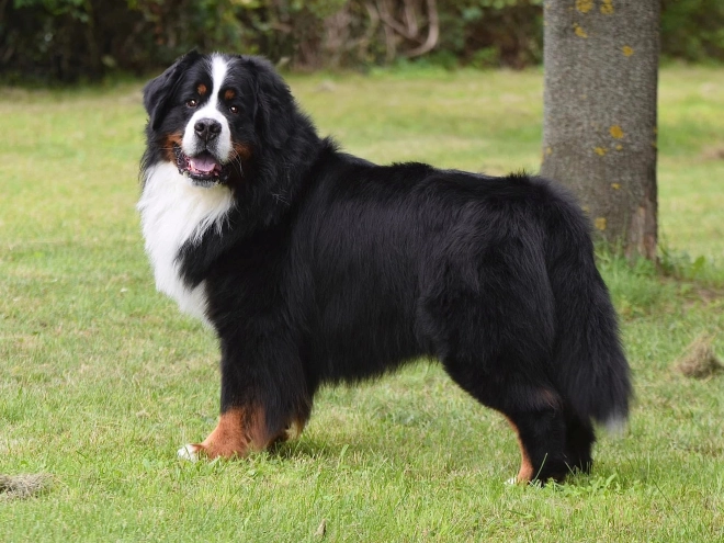 Perros Boyero de Berna en venta