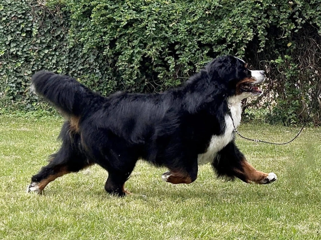 Perros Boyero de Berna en venta