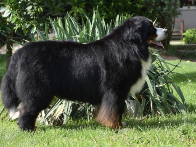 Perros Boyero de Berna en venta