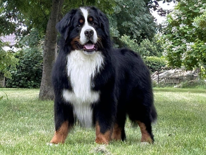 Perros Boyero de Berna en venta