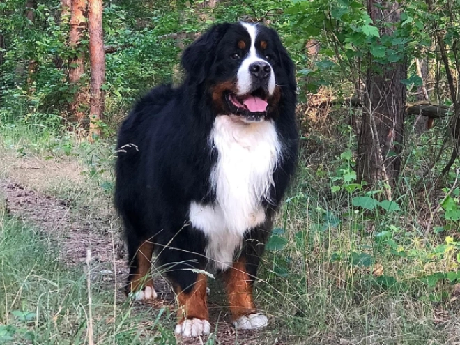 Perros Boyero de Berna en venta