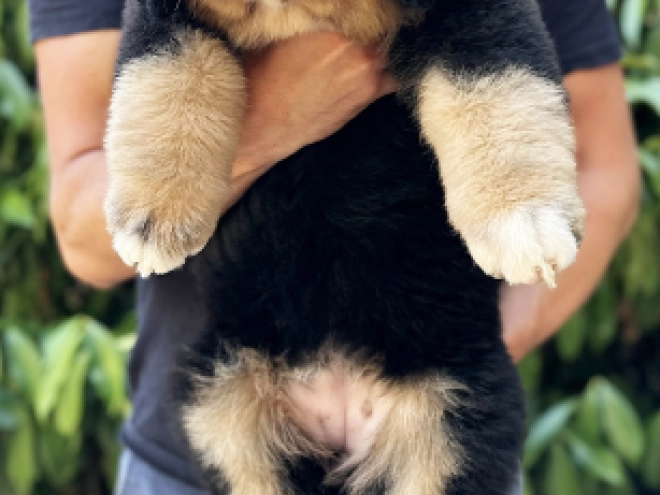 Bernese Mountain Dog puppy for sale