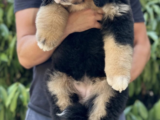 Bernese Mountain Dog puppy for sale