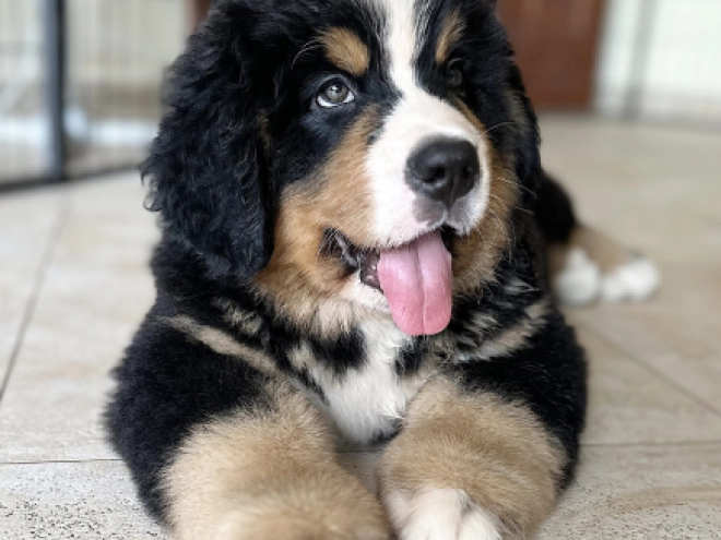 Bernese Mountain Dog puppy for sale