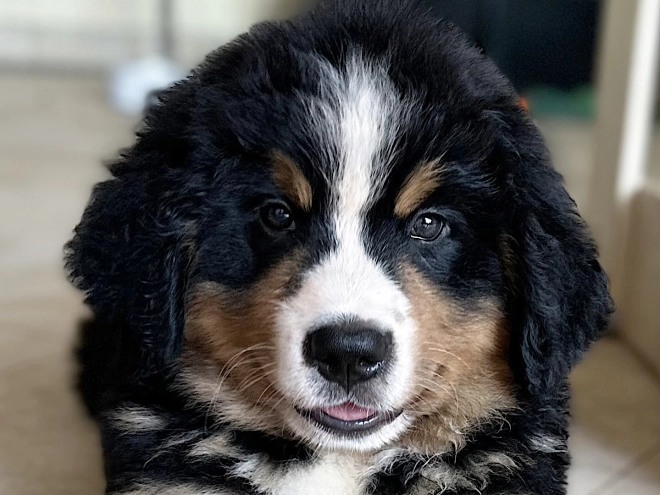 Bernese Mountain Dog puppy for sale