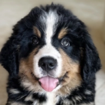 Dorothy, tricolor Boyero de Berna en venta