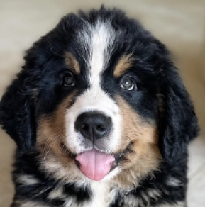 Bernese Mountain Dog puppy for sale