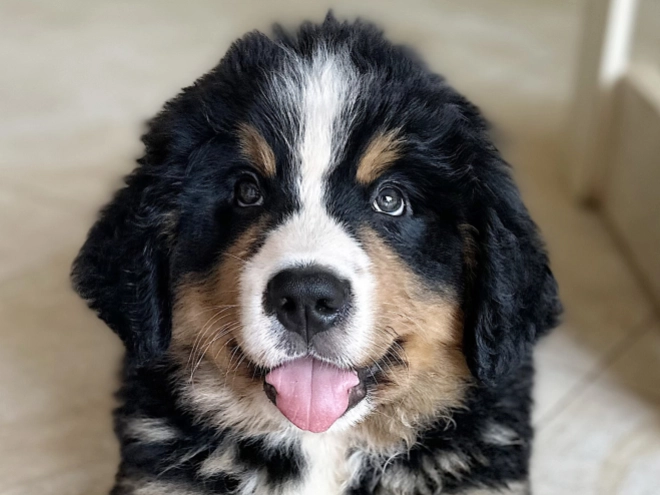 Bernese Mountain Dog puppy for sale