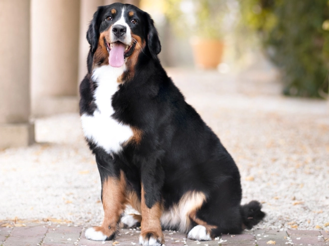 Bernese Mountain Dog puppy for sale