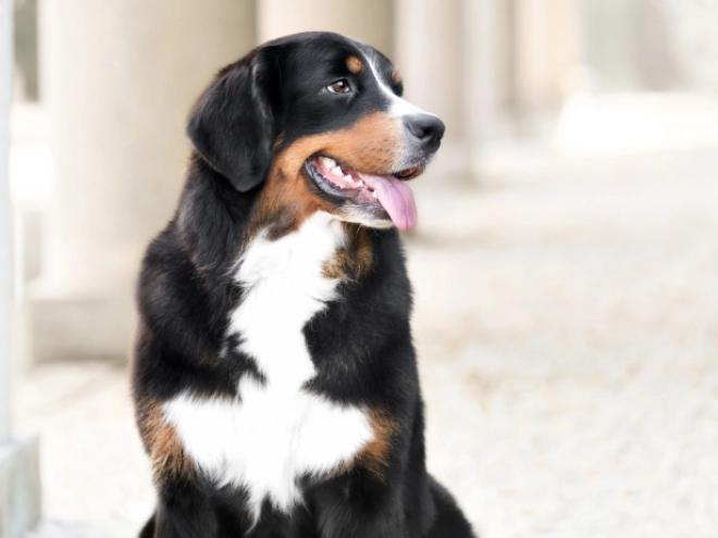 Bernese Mountain Dog puppy for sale