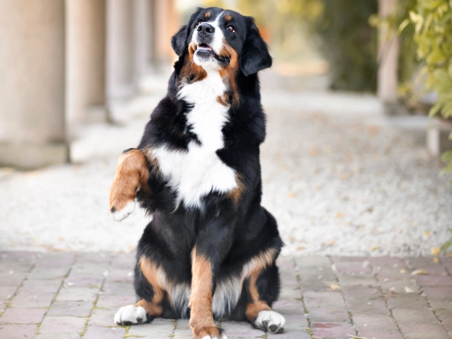 Bernese Mountain Dog puppy for sale