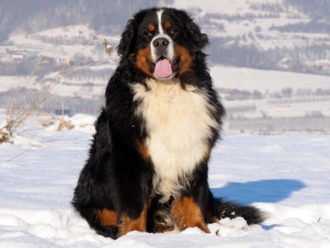Bernese Mountain Dog puppy for sale
