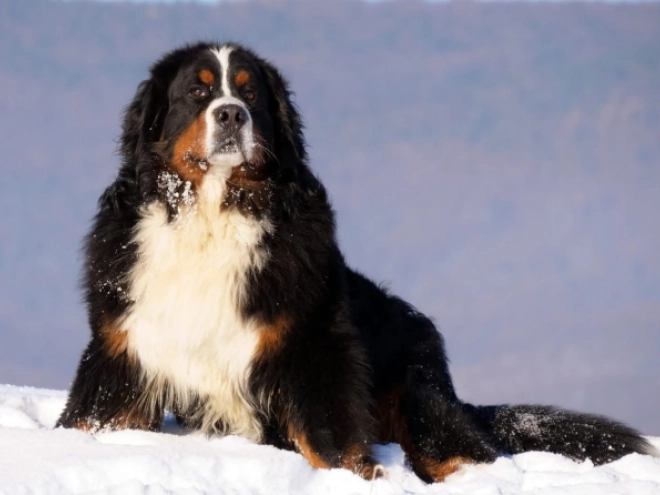 Bernese Mountain Dog puppy for sale