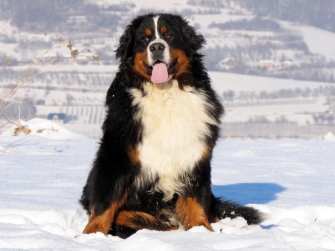 Bernese Mountain Dog puppy for sale