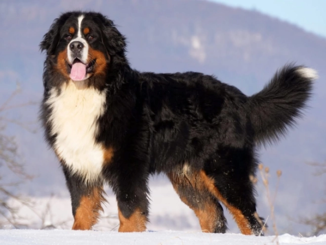 Bernese Mountain Dog puppy for sale