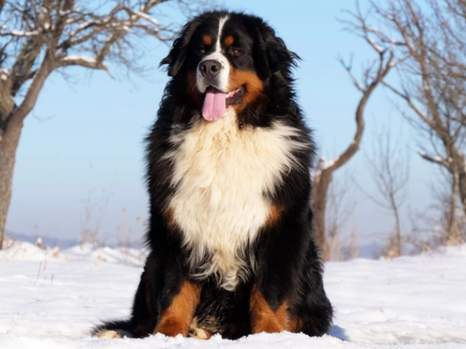 Bernese Mountain Dog puppy for sale